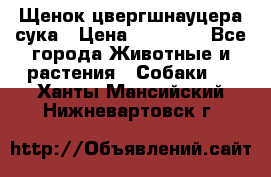 Щенок цвергшнауцера сука › Цена ­ 25 000 - Все города Животные и растения » Собаки   . Ханты-Мансийский,Нижневартовск г.